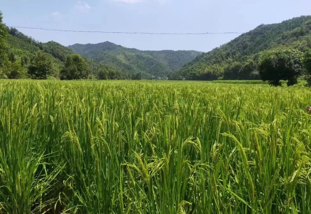 省媒关注｜池州1.9米水稻 稻田中的“巨无霸”背后有何玄机？