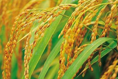 中国水稻种植与产量之最 两湖与广东的农业角色