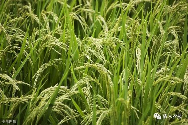 水稻穗期（拔节至抽穗）生长发育的过程及适宜环境条件